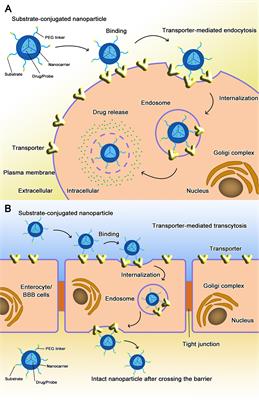 Transporter-Guided Delivery of Nanoparticles to Improve Drug Permeation across Cellular Barriers and Drug Exposure to Selective Cell Types